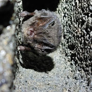 Mopsfledermaus  ©Matthias Weiß