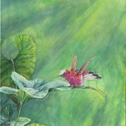 Snowcap Hummingbird, watercolour on paper
