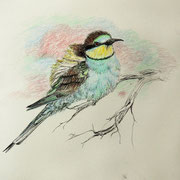 Bee eater, balpoint pen and coloured pencils on paper