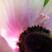 Anemone