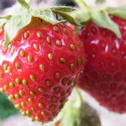 Erdbeeren