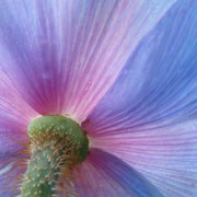 blauer Mohn