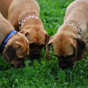 Barney, Calla & Adonis