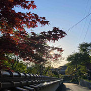 紅葉