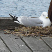 Gudvangen - A côté de nous, Mme mouette niche sur le ponton -