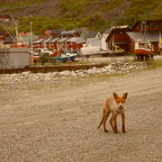 Kjollefjord - Visite matinale au port -