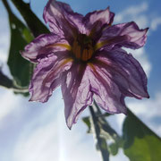 Das wird eine Aubergine.