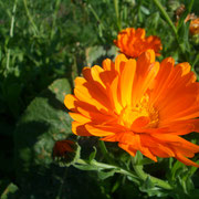 Nützliche Ringelblumen.