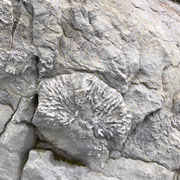 Fossilienplatte - Alpstein/Säntis 2018 - 60cm - Mario Piredda