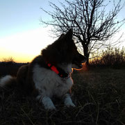 Basheera beim Abendspaziergang