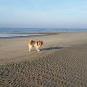 Adibo macht Urlaub am Meer
