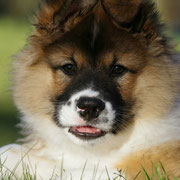 Elvis