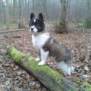 finja