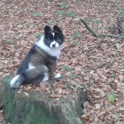 Finja beim Wald erkunden