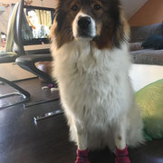 Cailin trainiert Socken tragen