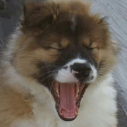 Elvis