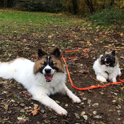 Dasko und Eiriko