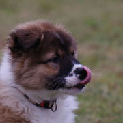 Elvis