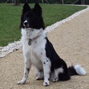 Shira-Dassina Maus