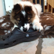 Fari hat Schuh geklaut