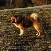Bobik der Löwe