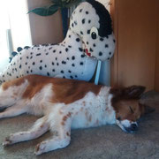 Belisha