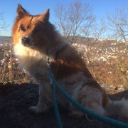 der tolle Bär Anjuk