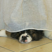 Finja spielt verstecken