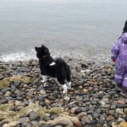 Felidae besucht den Bodensee