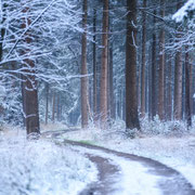#Winter #2025 #Sneeuw #Bos