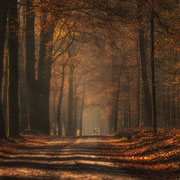mooi herfst plaatje