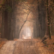 mooi vergezicht in het bos