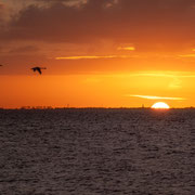 zonsopkomst IJsselmeer met vliegende zwanen