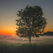 Kalverpolder boom sunrise