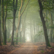 Bospad Speulderbos Veluwe