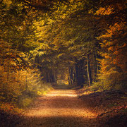 Bospad Speulderbos Veluwe