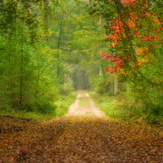 Bospad Speulderbos Veluwe