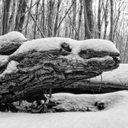 Traumgestalten unterm Schnee