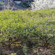 カボス畑とプラムの花