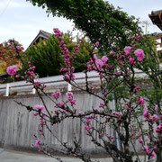花桃とモッコウバラのアーチ・・・由布市の母邸
