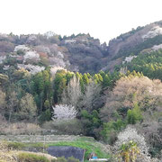 桜、山里の柔らかな日本画の様な風情
