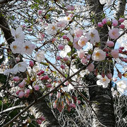 桜を眺め、故郷の景色に癒される時