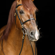 Dieses Pferd hat es vermutlich nicht nur mir angetan: Lusitanohengst Dinamico beeindruckt nicht nur durch seine Farbe, sondern auch seinen Charakter!