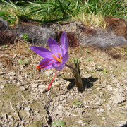 Crocus sativus Le Safran Saint Gaudinois
