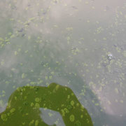 Blaualgen im Mechower See