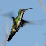 Colibri à cravatte noire