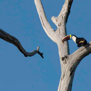 Toucan à bec rouge construisant son nid