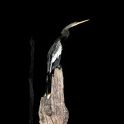 Anhinga