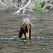 Loutre géante