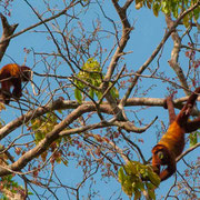 Singes hurleurs roux